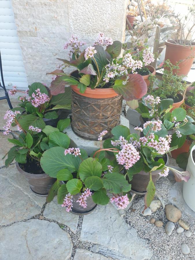 Delia Apartamento Međugorje Exterior foto